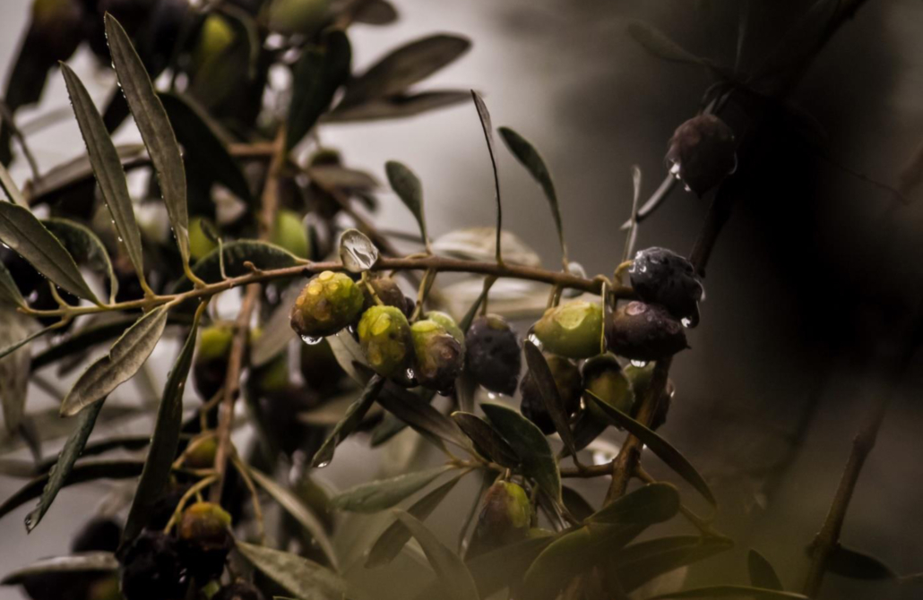 Redazione DdS relative al reimpianto olivo